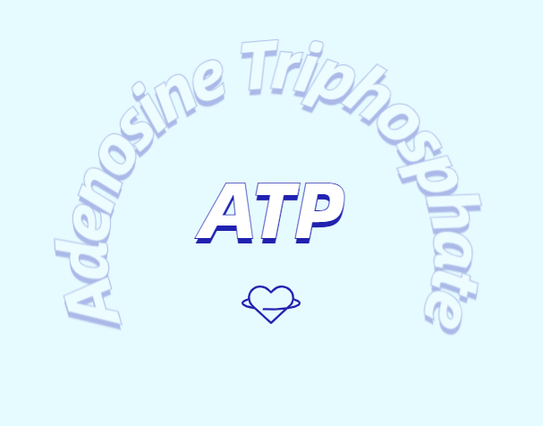 ATP對運動的作用：從力量到心臟